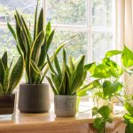 10 Best Indoor Plants To Improve Your Health And Home