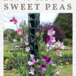 10 Best Tips For Growing Sweet Peas (Sow, Grow, Care) | Empress Of