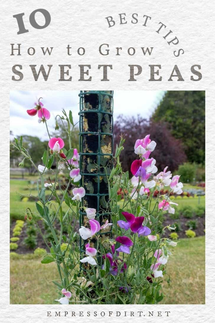 10 Best Tips For Growing Sweet Peas (Sow, Grow, Care) | Empress Of