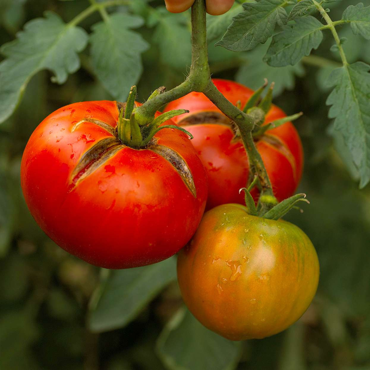 10 Common Tomato Plant Diseases That Can Wreck Your Crop