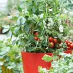 10 Essential Tips For Growing Tomato Plants In Pots