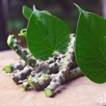 10 Health Benefits Of Giloy – The Ultimate Immunity Booster