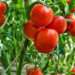 10 Tips For Planting & Growing Great Tomatoes