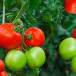 10 Tips For Planting & Growing Great Tomatoes