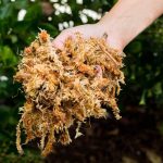 10 Ways To Use Sphagnum Moss For Plants – Plants Spark Joy
