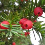 10 X English Yew Tree Seeds (Taxus Baccata) Tree Seeds.