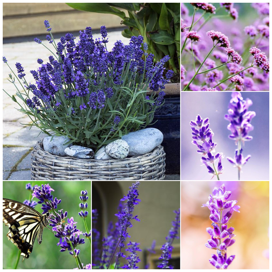 100% Authentic Lavender Flower Seeds Lavandula 200Pcs Best Quality Flower  Seeds Home Balcony Ornamental Garden Decoration Biji Benih Pokok Bunga