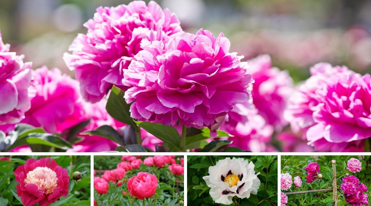 11 Tips For Beautiful Peony Blooms This Season