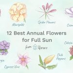 12 Best Annuals For Full Sun