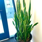 13 Beautiful Types Of Snake Plants To Grow (With Pictures)