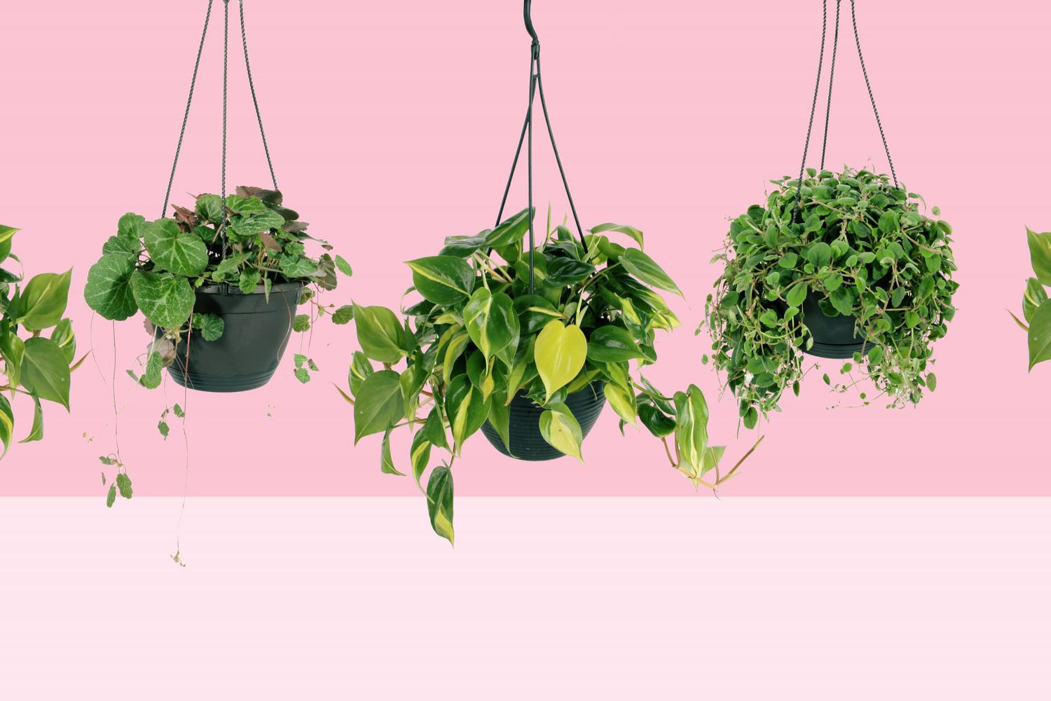 13 Best Indoor Hanging Plants For Every Room Of Your House