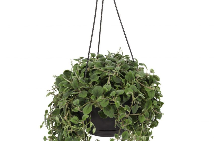  Hangings Plant
