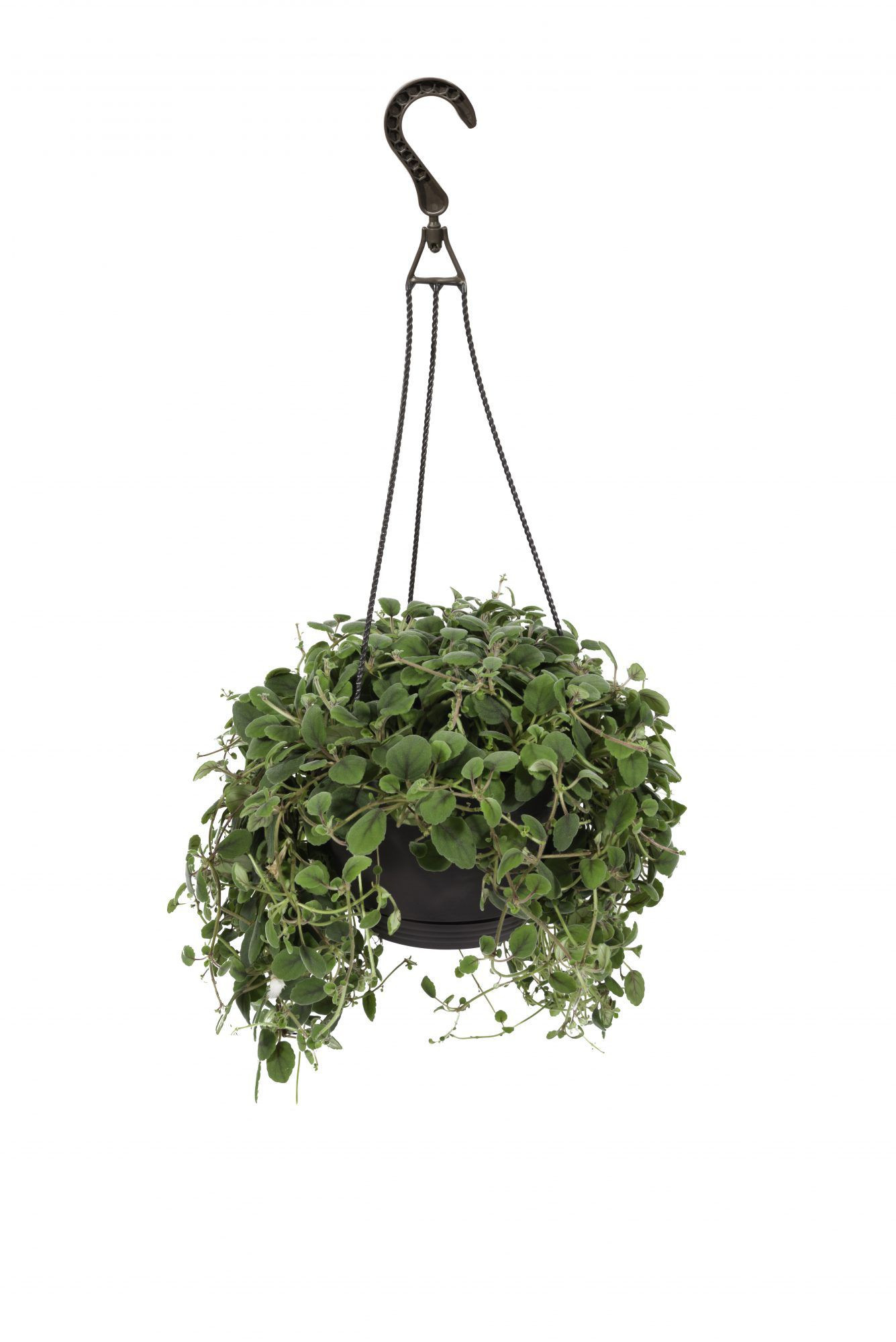 13 Best Indoor Hanging Plants For Every Room Of Your House