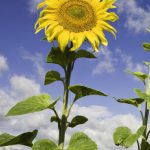 15 Different Types Of Sunflowers – Sunflower Varieties To Plant