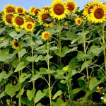 15 Different Types Of Sunflowers - Sunflower Varieties To Plant