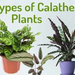 15 + Must Have Types Of Calathea Plants With Pictures – My Little