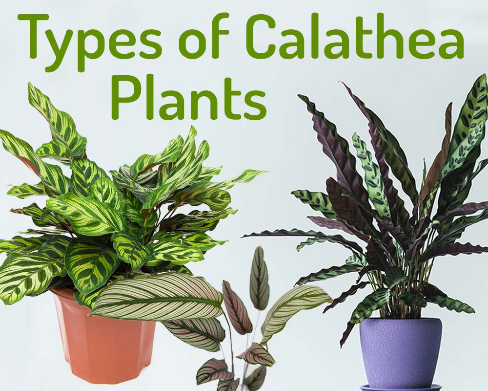 15 + Must Have Types Of Calathea Plants With Pictures – My Little