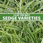 15 Of The Best True Sedge Plant Varieties For The Home Garden