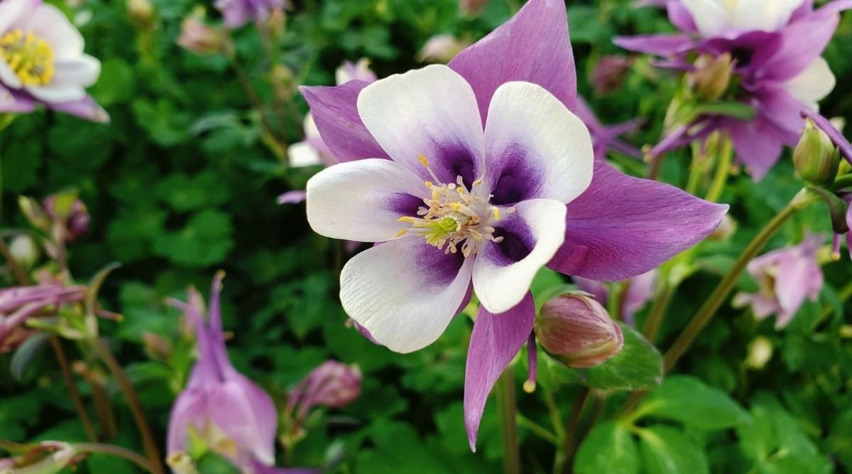 15 Perennial Plants You Can Plant In May