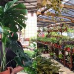 15 Plant Nurseries In Kl & Selangor For Your Garden Supplies