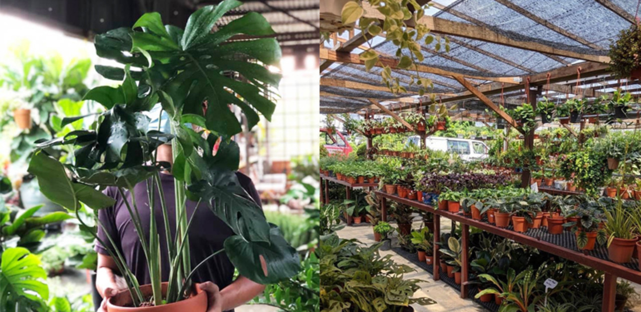 15 Plant Nurseries In Kl & Selangor For Your Garden Supplies