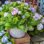 15 Tips For Growing Hydrangeas In Containers