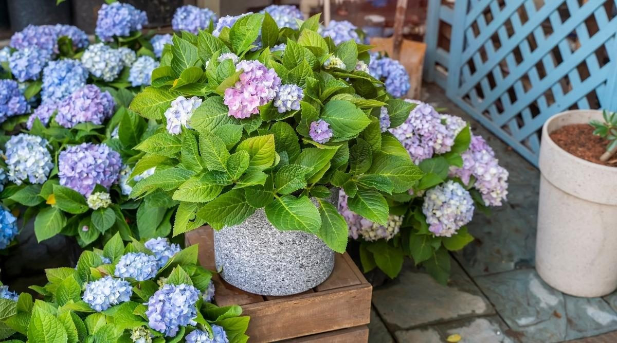 15 Tips For Growing Hydrangeas In Containers