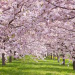 16 Cherry Blossoms Facts – Cherry Blossoms And Blossom Tree Trivia