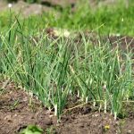 16 Common Garlic Plant Problems: How To Fix Them, Solutions, And