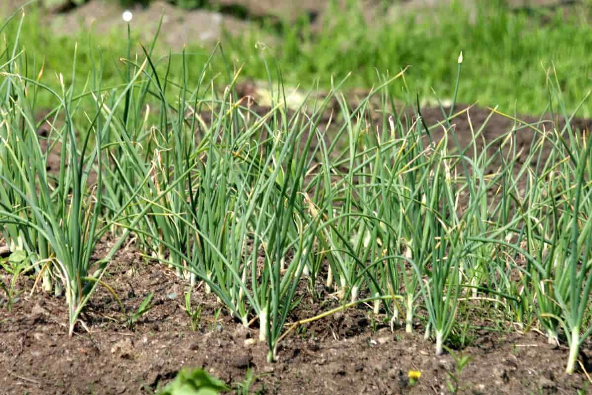 16 Common Garlic Plant Problems: How To Fix Them, Solutions, And