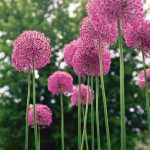 16 Pretty Allium Varieties To Add An Explosion Of Color To Your Garden