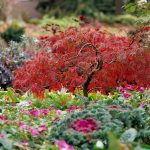 18 Excellent Japanese Maples