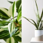 18 Fake Plants That Look Just Like The Real Thing