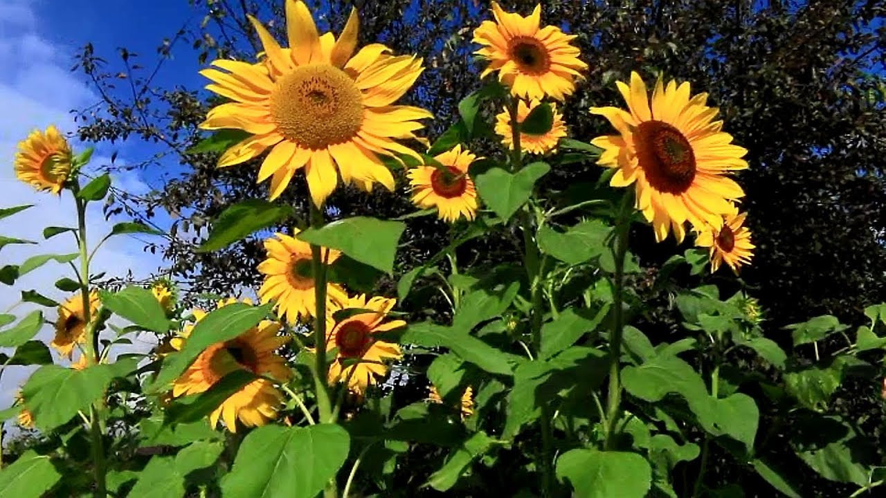 198 Days How To Plant, Grow. And Care For Sunflower Plants🌻🌻🌻