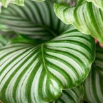 20 Amazing Types Of Calathea Plants To Grow At Home – Petal Republic