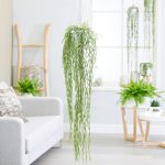 20 Best Indoor Hanging Plants For The Home