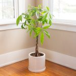 20 Best Indoor Trees To Grow In Your Home