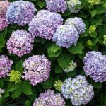 20 Best Perennial Flowers – Easy Perennial Plants To Grow