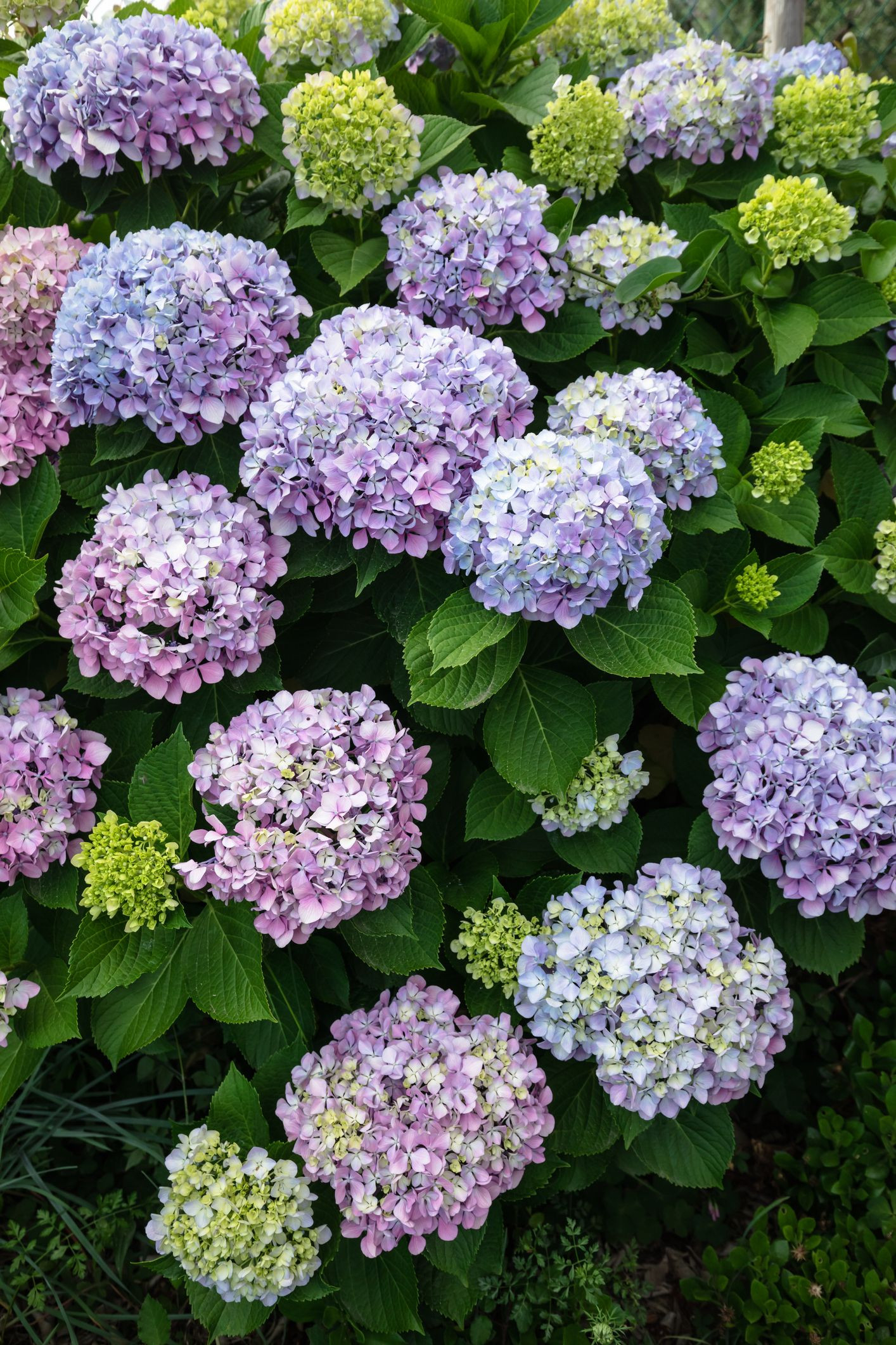 20 Best Perennial Flowers - Easy Perennial Plants To Grow