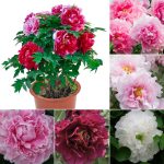 20Pcs Of Peony Seeds Multi Colored Flowers Bloom In The Same Year