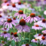 21 Easy Perennials To Plant In Canada | Chatelaine