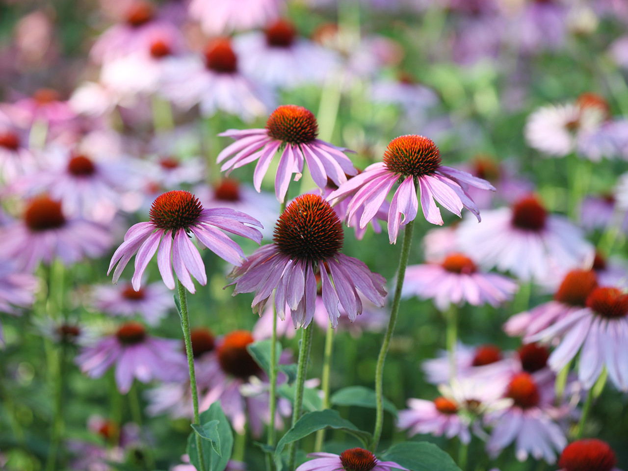 21 Easy Perennials To Plant In Canada | Chatelaine