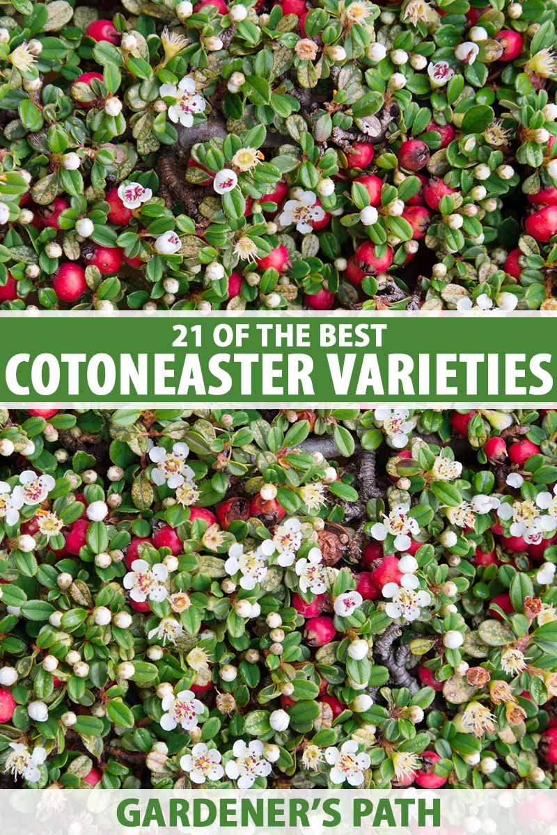 21 Of The Best Cotoneaster Varieties | Gardener'S Path