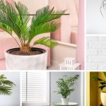 21 Types Of Palm Trees That Can Grow Indoors