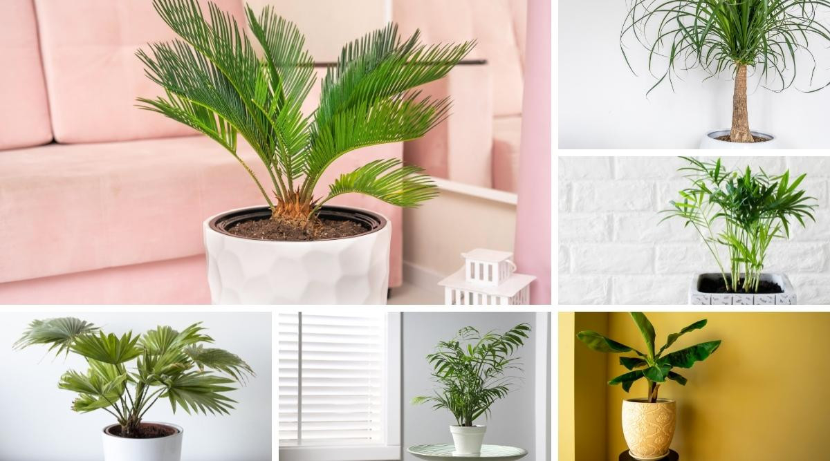 21 Types Of Palm Trees That Can Grow Indoors