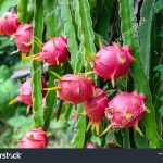 2,205 Dragon Fruit Plantation Images, Stock Photos & Vectors