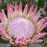 23 Protea Plant Facts: A Rare Flowering Plant From South Africa