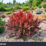 23,240 Barberry Plant Images, Stock Photos & Vectors | Shutterstock