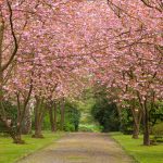 25 Cherry Blossoms Facts – Things You Didn'T Know About Cherry