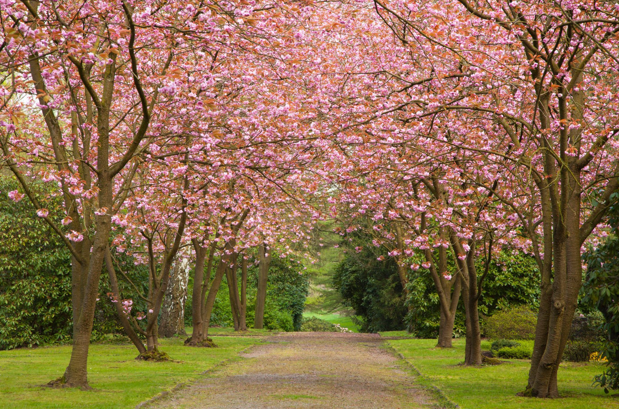 25 Cherry Blossoms Facts - Things You Didn'T Know About Cherry